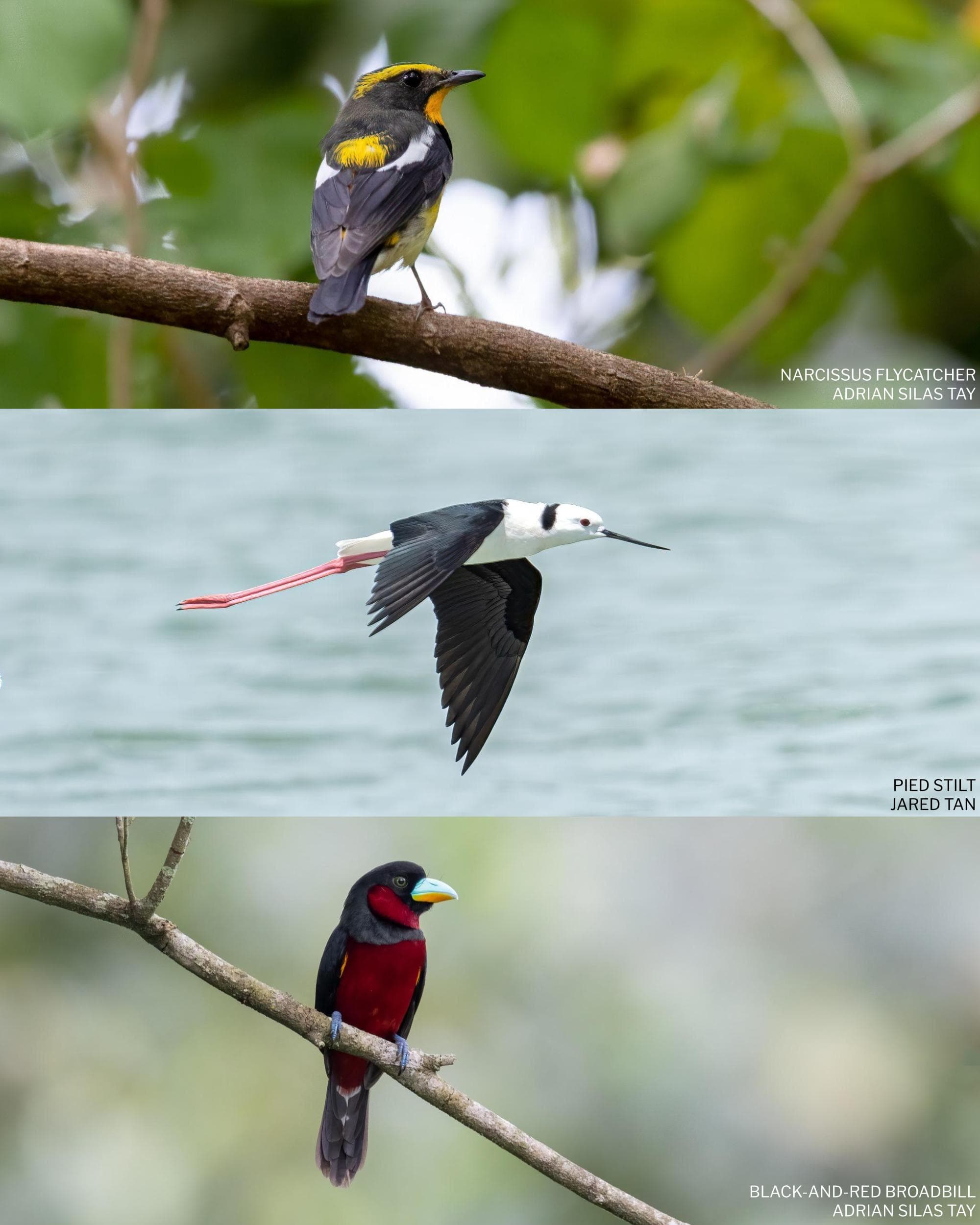 Singapore Bird Database