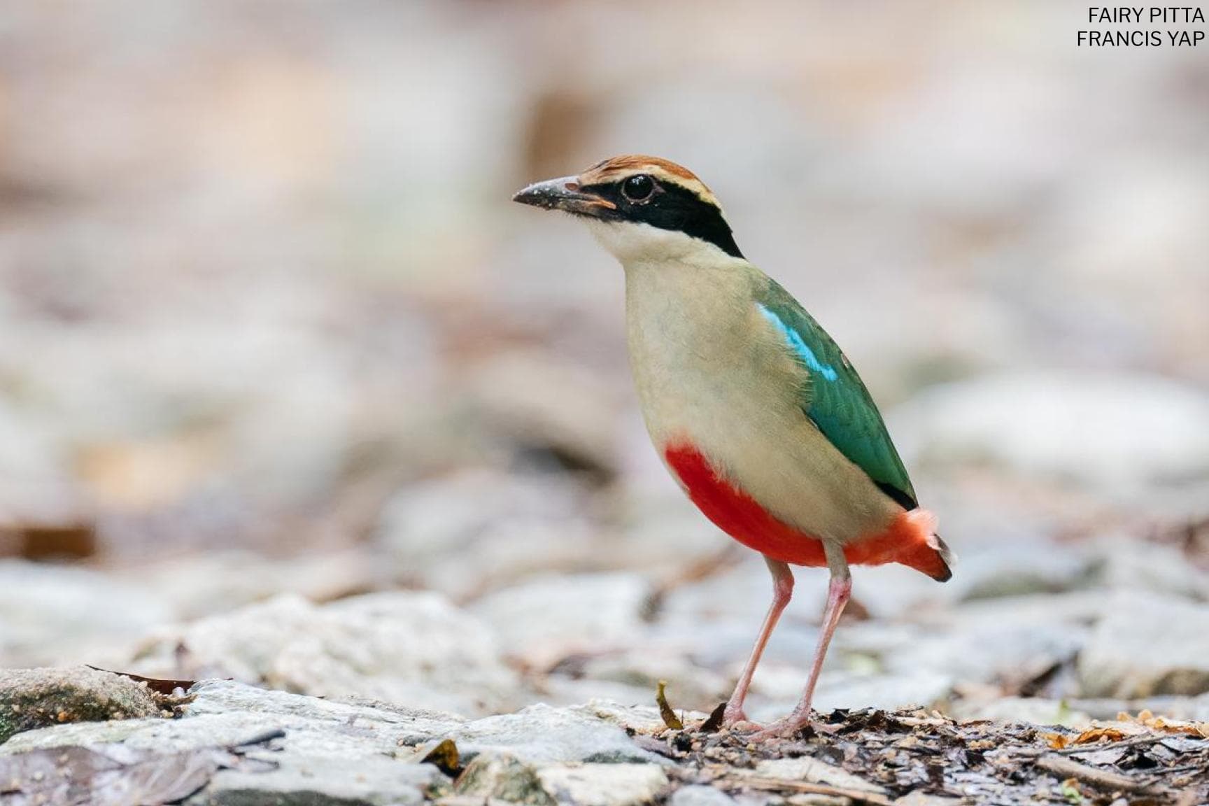 Birds of Singapore Blog