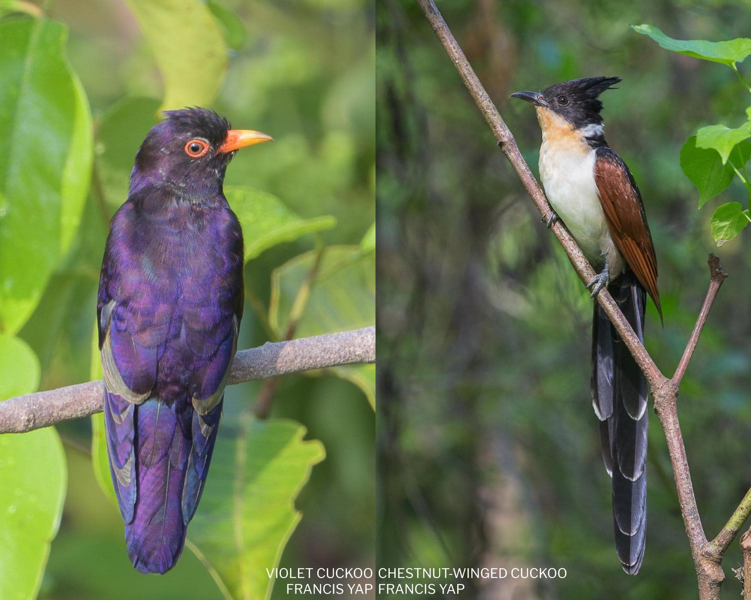 Birds of Singapore