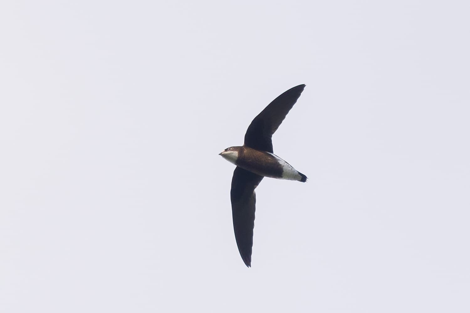 White-throated Needletail in flight