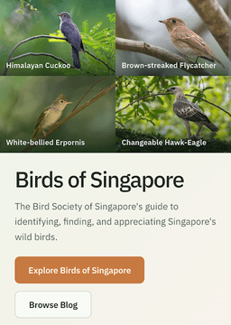 Birds of SG
