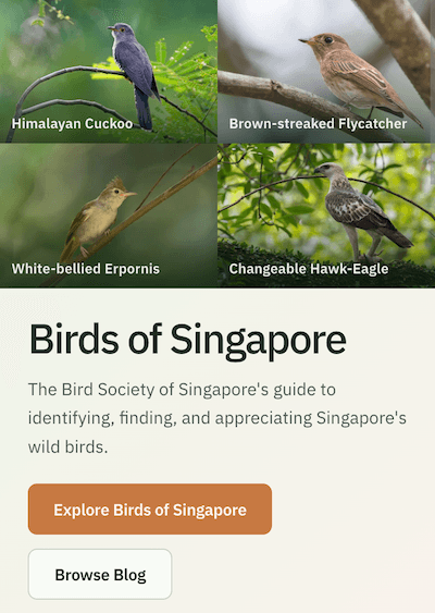 Birds of SG