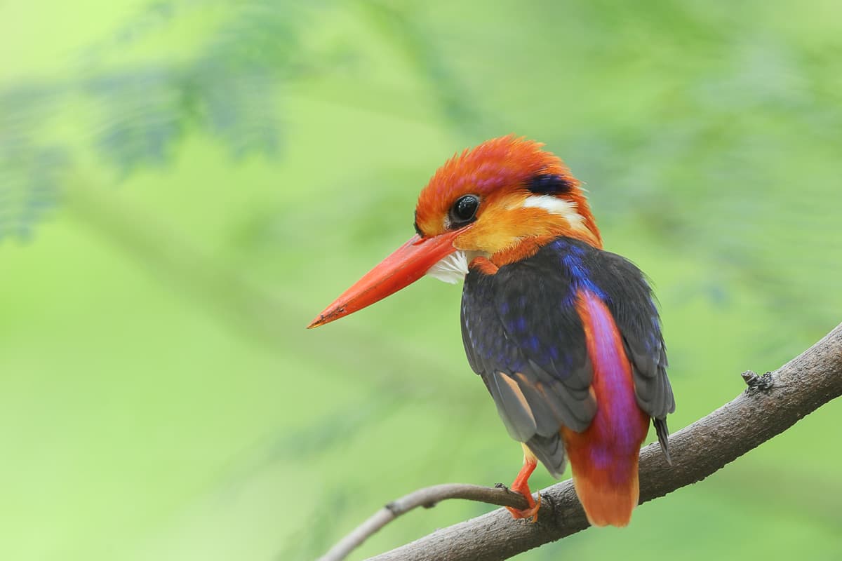 Oriental Dwarf Kingfisher perched