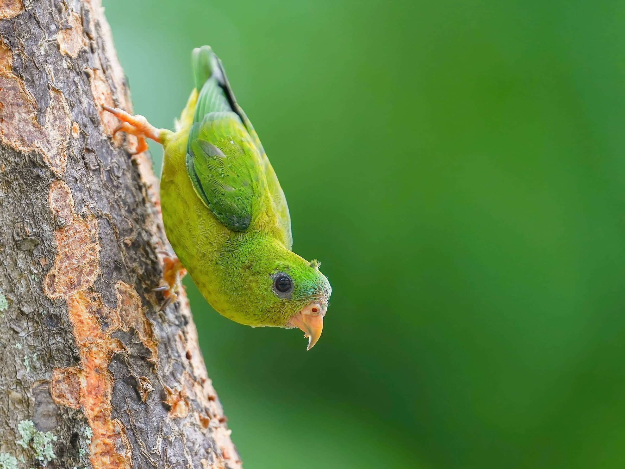 Blue-crowned Hanging Parrot