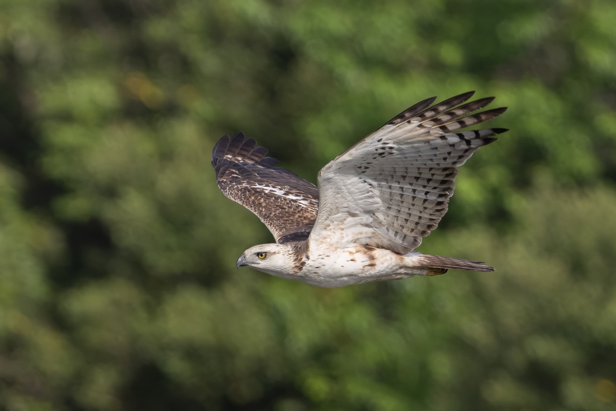 Changeable Hawk-Eagle