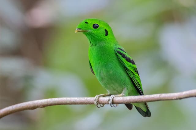 Green Broadbill