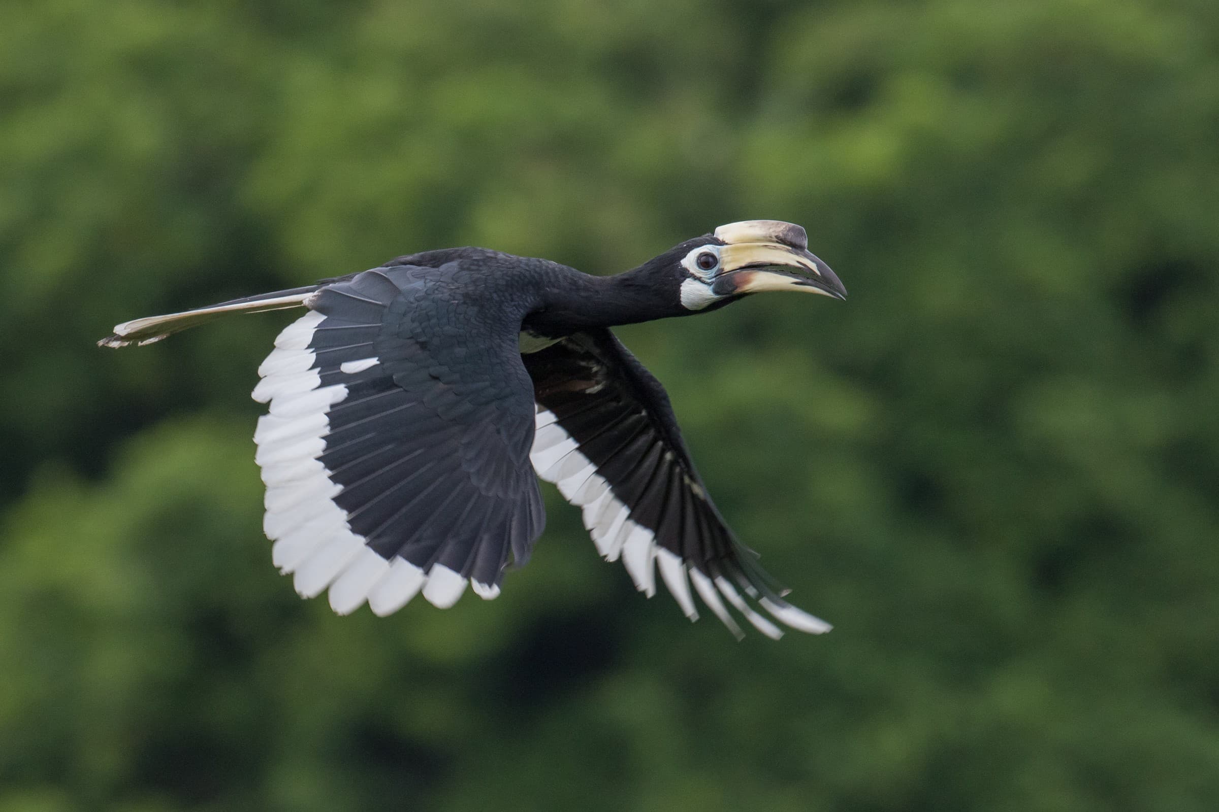 Oriental Pied Hornbill