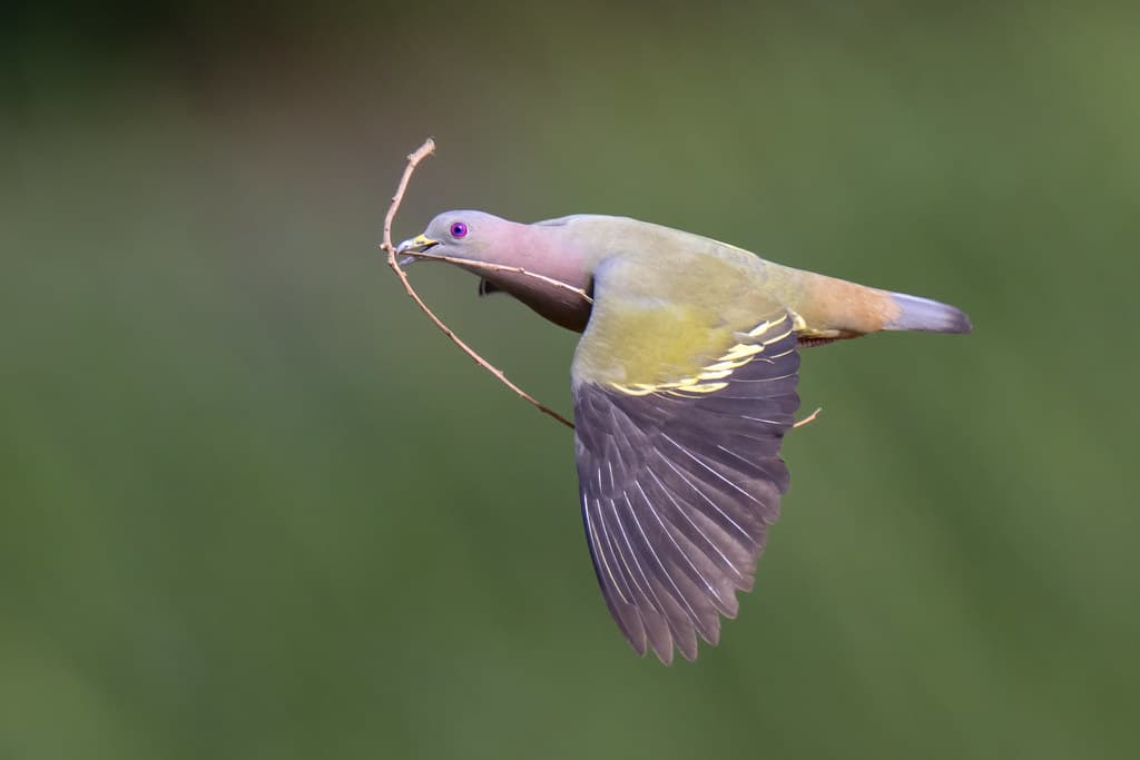 Pink-necked Green Pigeon