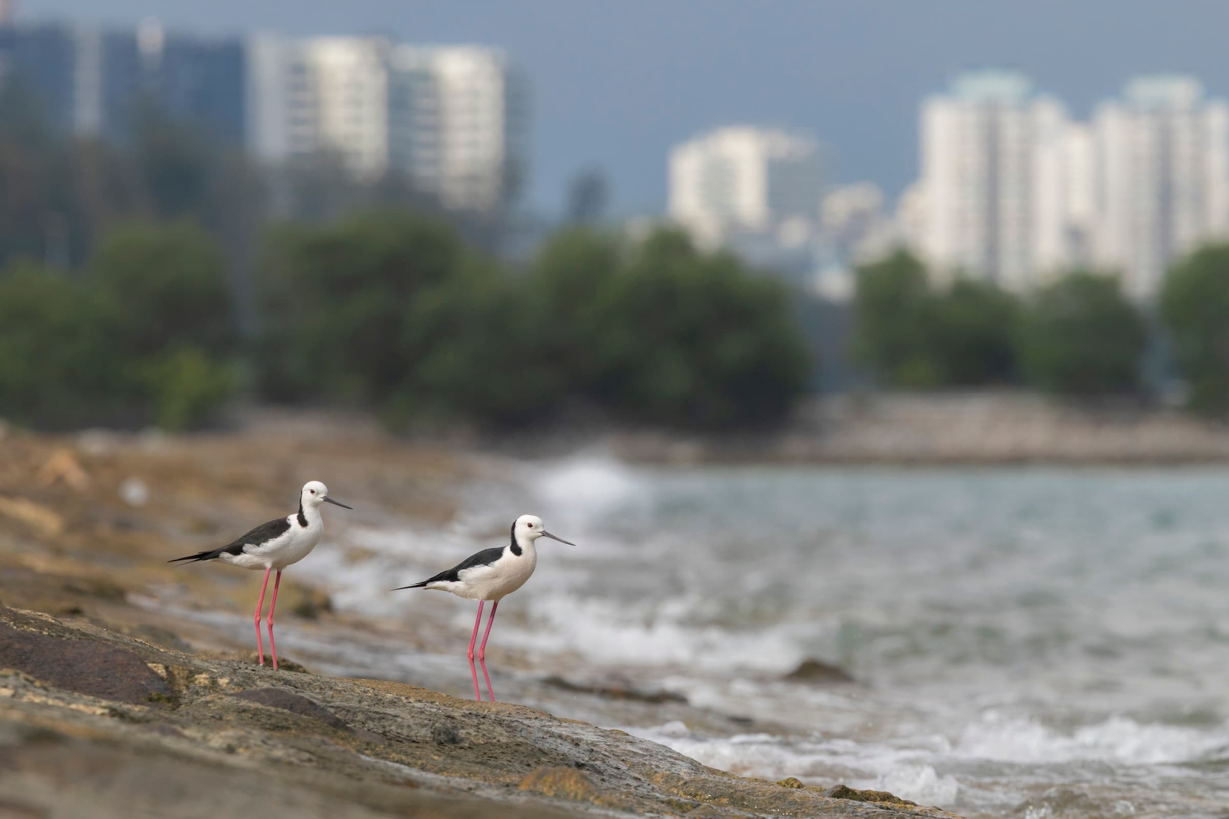 Pied Stilt