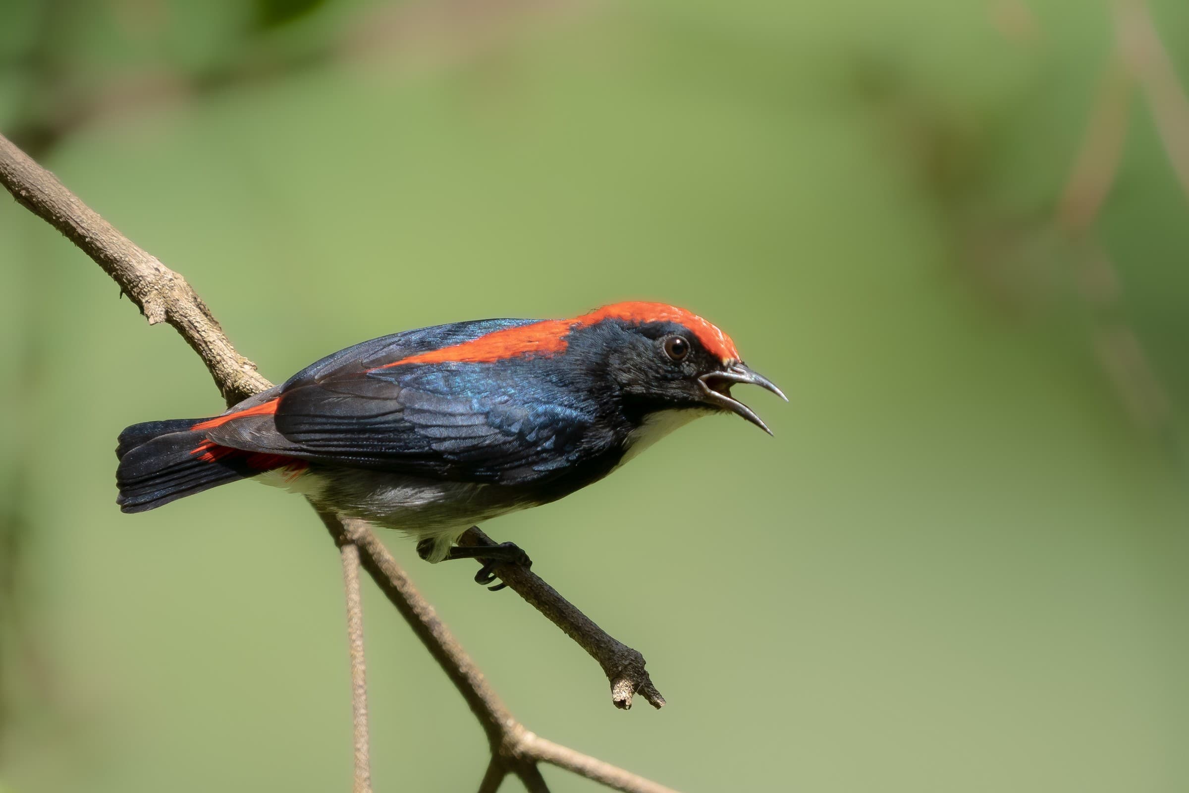 Scarlet-backed Flowerpecker